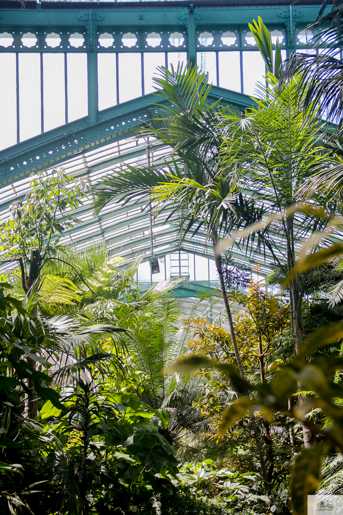 Julia Willard, Julie Willard, Falling Off Bicycles, 16th arrondissement, Serres d'Auteuil, botanical garden Paris, flowers, plants, Paris garden, garden