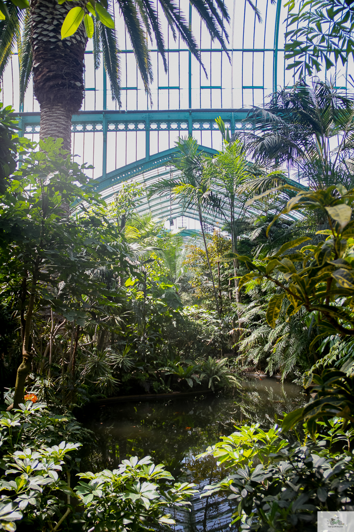 Julia Willard, Julie Willard, Falling Off Bicycles, 16th arrondissement, Serres d'Auteuil, botanical garden Paris, flowers, plants, Paris garden, garden