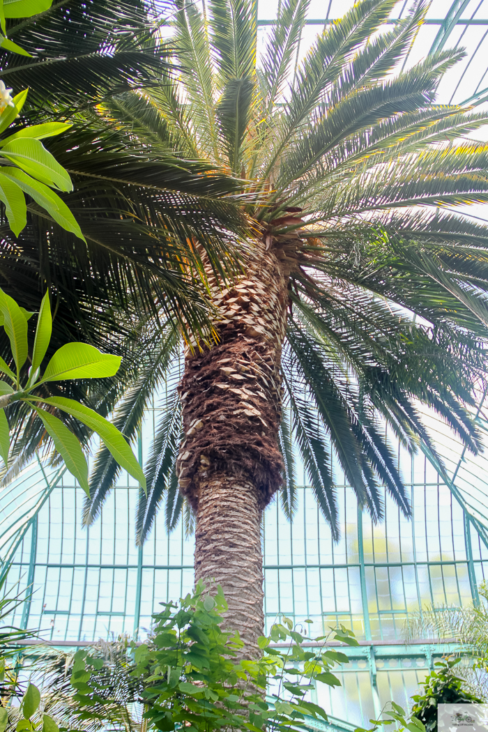 Julia Willard, Julie Willard, Falling Off Bicycles, 16th arrondissement, Serres d'Auteuil, botanical garden Paris, flowers, plants, Paris garden, garden