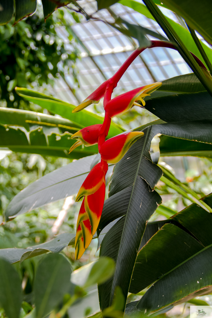 Julia Willard, Julie Willard, Falling Off Bicycles, 16th arrondissement, Serres d'Auteuil, botanical garden Paris, flowers, plants, Paris garden, garden