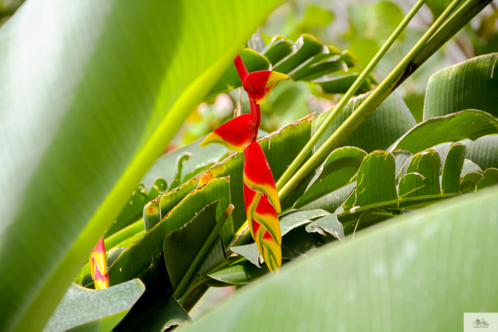 Julia Willard, Julie Willard, Falling Off Bicycles, 16th arrondissement, Serres d'Auteuil, botanical garden Paris, flowers, plants, Paris garden, garden