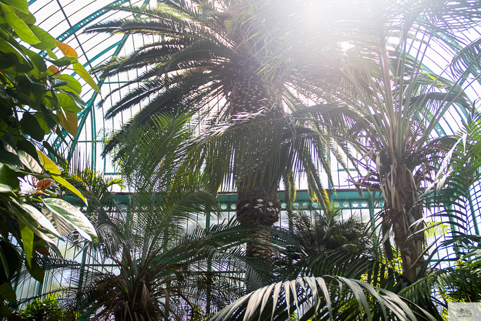 Julia Willard, Julie Willard, Falling Off Bicycles, 16th arrondissement, Serres d'Auteuil, botanical garden Paris, flowers, plants, Paris garden, garden