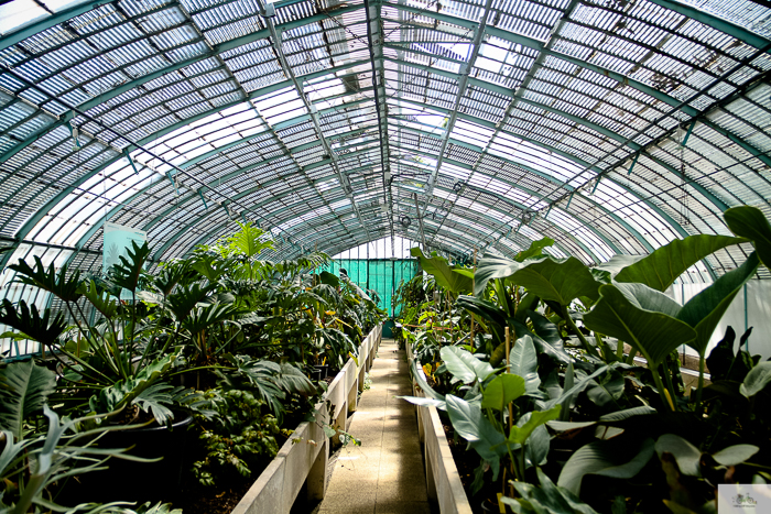Julia Willard, Julie Willard, Falling Off Bicycles, 16th arrondissement, Serres d'Auteuil, botanical garden Paris, flowers, plants, Paris garden, garden