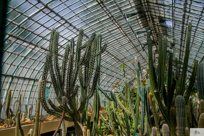 Julia Willard, Julie Willard, Falling Off Bicycles, 16th arrondissement, Serres d'Auteuil, botanical garden Paris, flowers, plants, Paris garden, garden