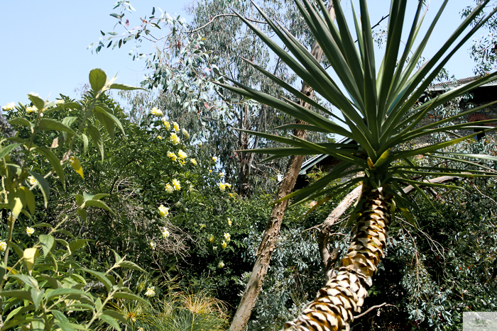 Julia Willard, Julie Willard, Falling Off Bicycles, 16th arrondissement, Serres d'Auteuil, botanical garden Paris, flowers, plants, Paris garden, garden