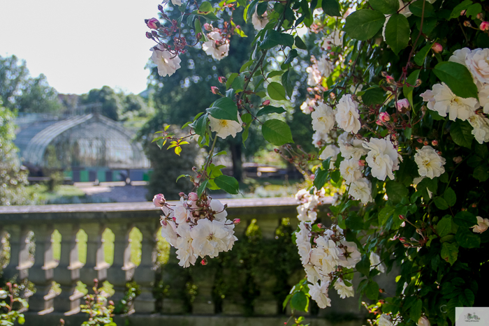 Julia Willard, Julie Willard, Falling Off Bicycles, 16th arrondissement, Serres d'Auteuil, botanical garden Paris, flowers, plants, Paris garden, garden
