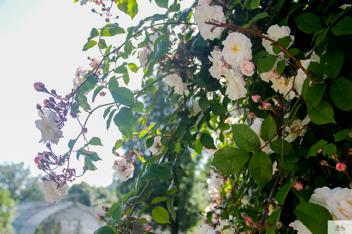 Julia Willard, Julie Willard, Falling Off Bicycles, 16th arrondissement, Serres d'Auteuil, botanical garden Paris, flowers, plants, Paris garden, garden