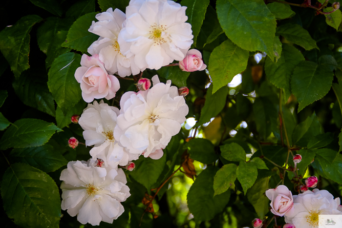 Julia Willard, Julie Willard, Falling Off Bicycles, 16th arrondissement, Serres d'Auteuil, botanical garden Paris, flowers, plants, Paris garden, garden