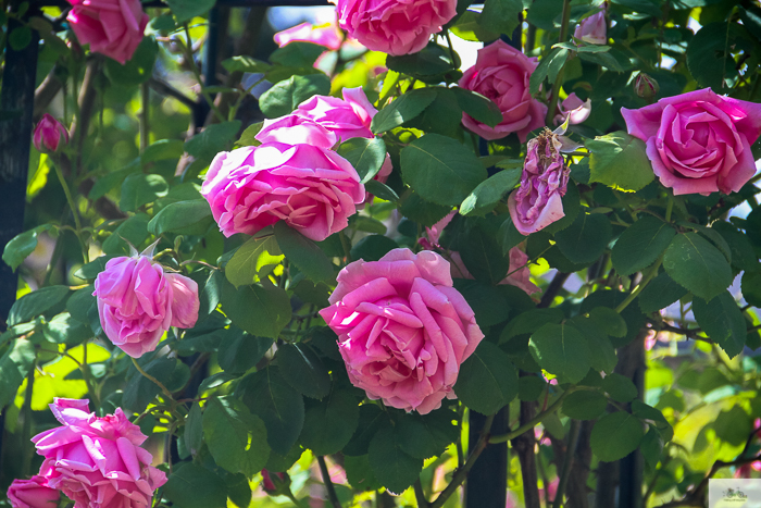 Julia Willard, Julie Willard, Falling Off Bicycles, 16th arrondissement, Serres d'Auteuil, botanical garden Paris, flowers, plants, Paris garden, garden
