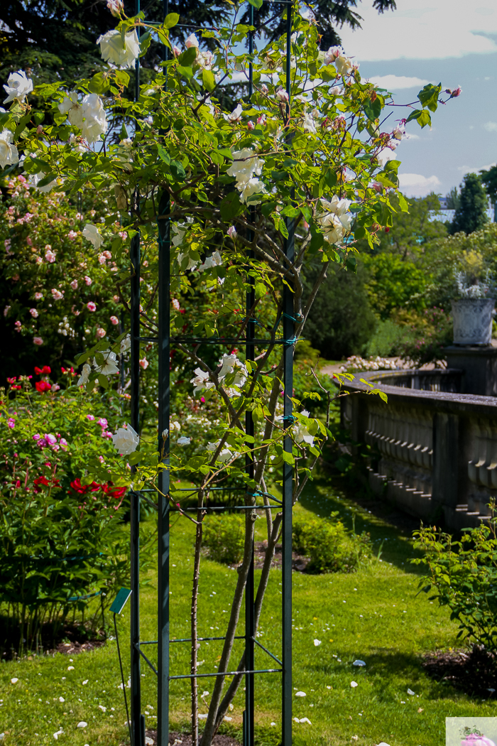 Julia Willard, Julie Willard, Falling Off Bicycles, 16th arrondissement, Serres d'Auteuil, botanical garden Paris, flowers, plants, Paris garden, garden