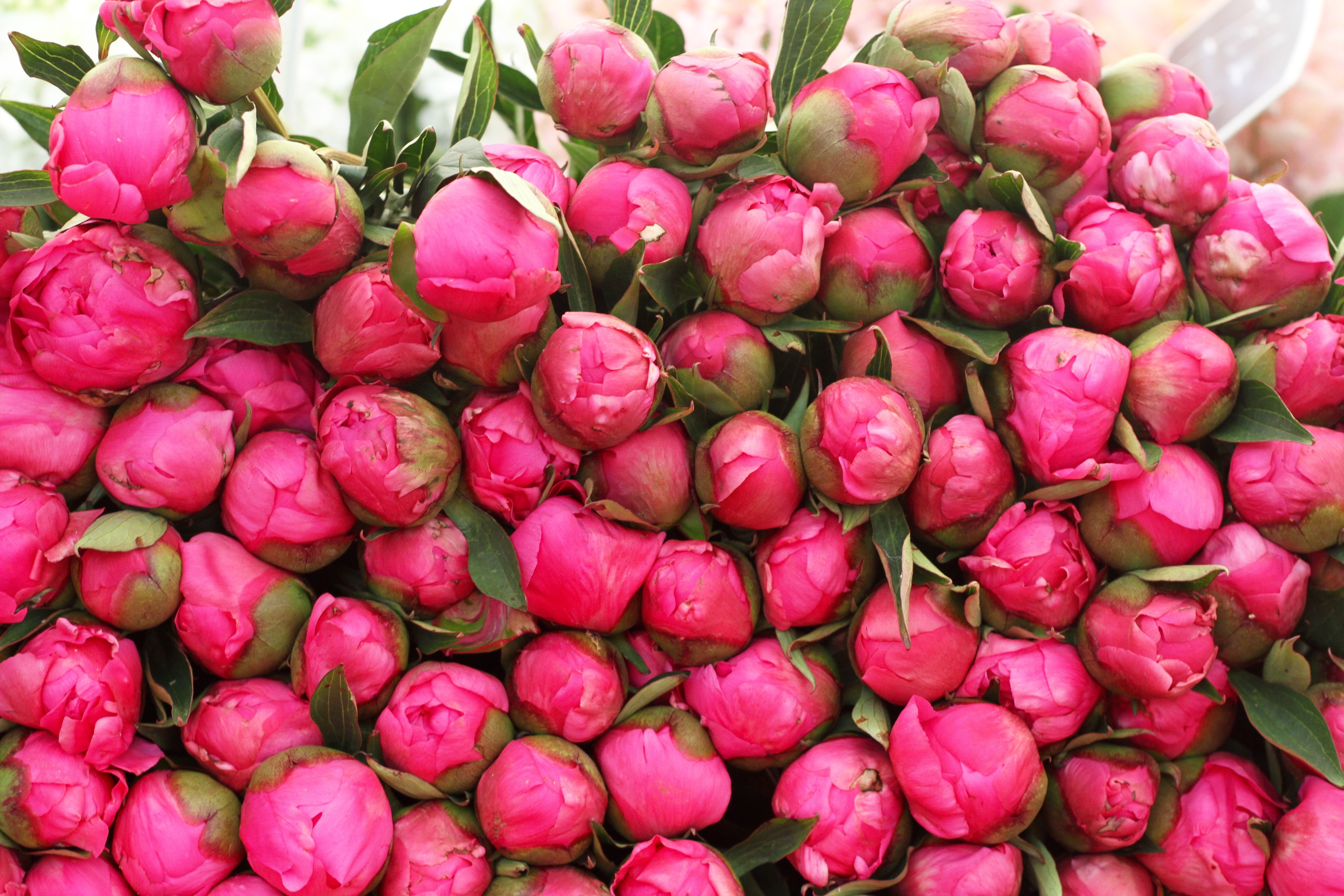 Peonies, pivoines, Paris, Julia Willard, Julie Willard, Falling Off Bicycles, Paris, Paris photographer, Amsterdam photographer