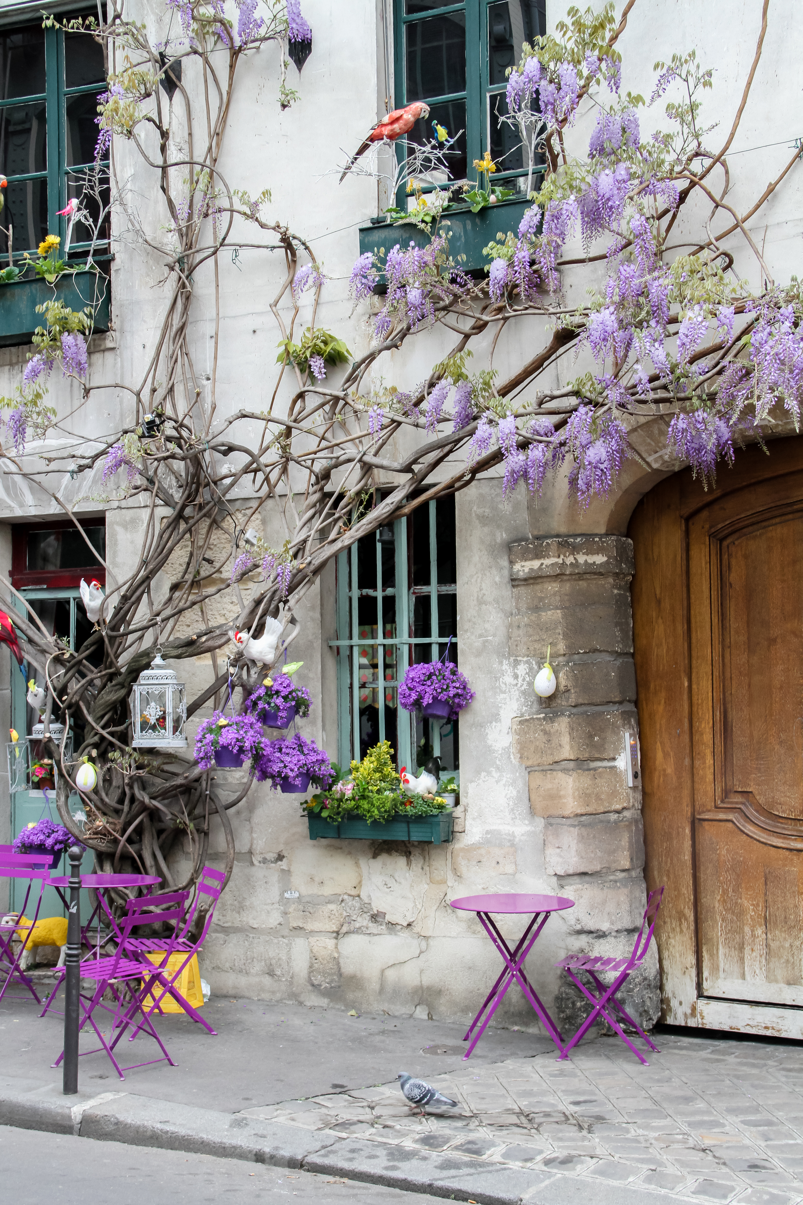 Julia Willard, Julie Willard, Falling Off Bicycles, Paris, Paris photographer, Amsterdam photographer, Au Vieux Paris d'arcole, wisteria, purple Paris