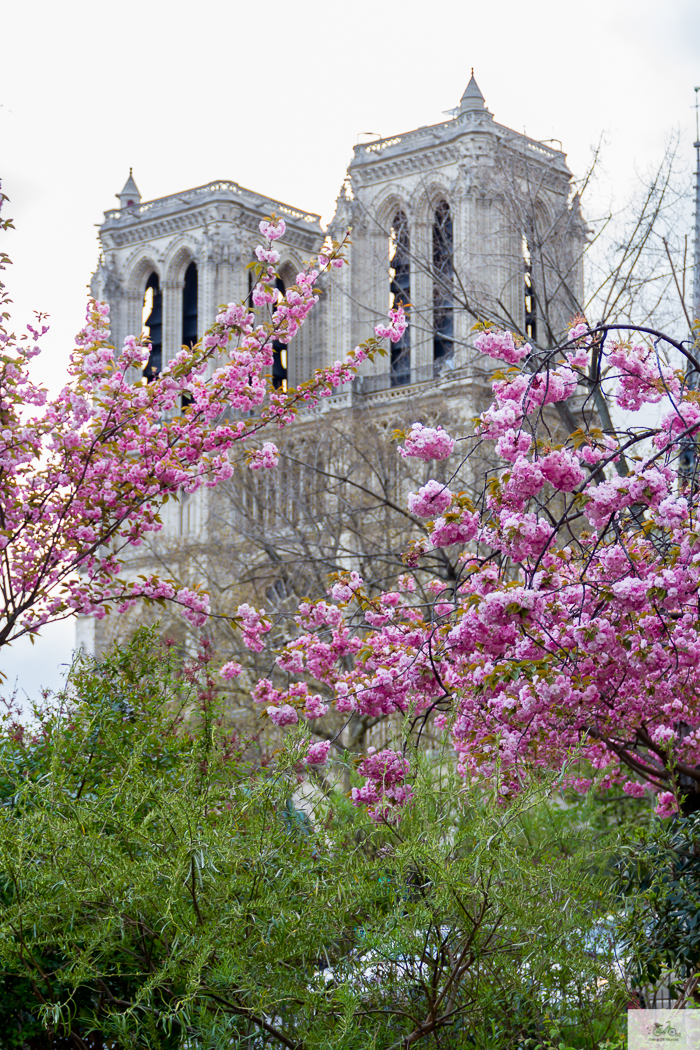 Julia Willard, Julie Willard, Julia Arias, Falling Off Bicycles, Notre Dame, Notre Dame fire, Paris church, spring in Paris, Paris flowers, cherry blossoms, pretty Paris, pink Paris, FOB bike, Julia's bike, bike, vélo, fiets