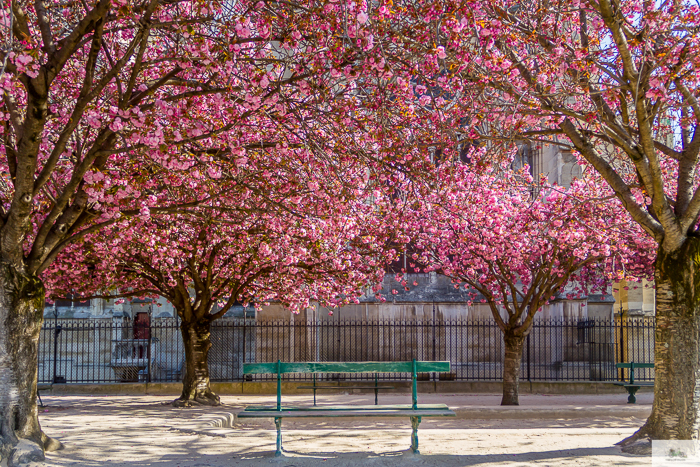 Julia Willard, Julie Willard, Julia Arias, Falling Off Bicycles, Notre Dame, Notre Dame fire, Paris church, spring in Paris, Paris flowers, cherry blossoms, pretty Paris, pink Paris, FOB bike, Julia's bike, bike, vélo, fiets