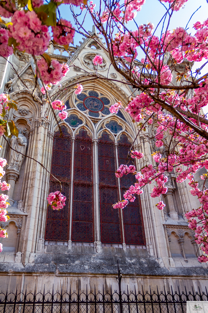 Julia Willard, Julie Willard, Julia Arias, Falling Off Bicycles, Notre Dame, Notre Dame fire, Paris church, spring in Paris, Paris flowers, cherry blossoms, pretty Paris, pink Paris, FOB bike, Julia's bike, bike, vélo, fiets