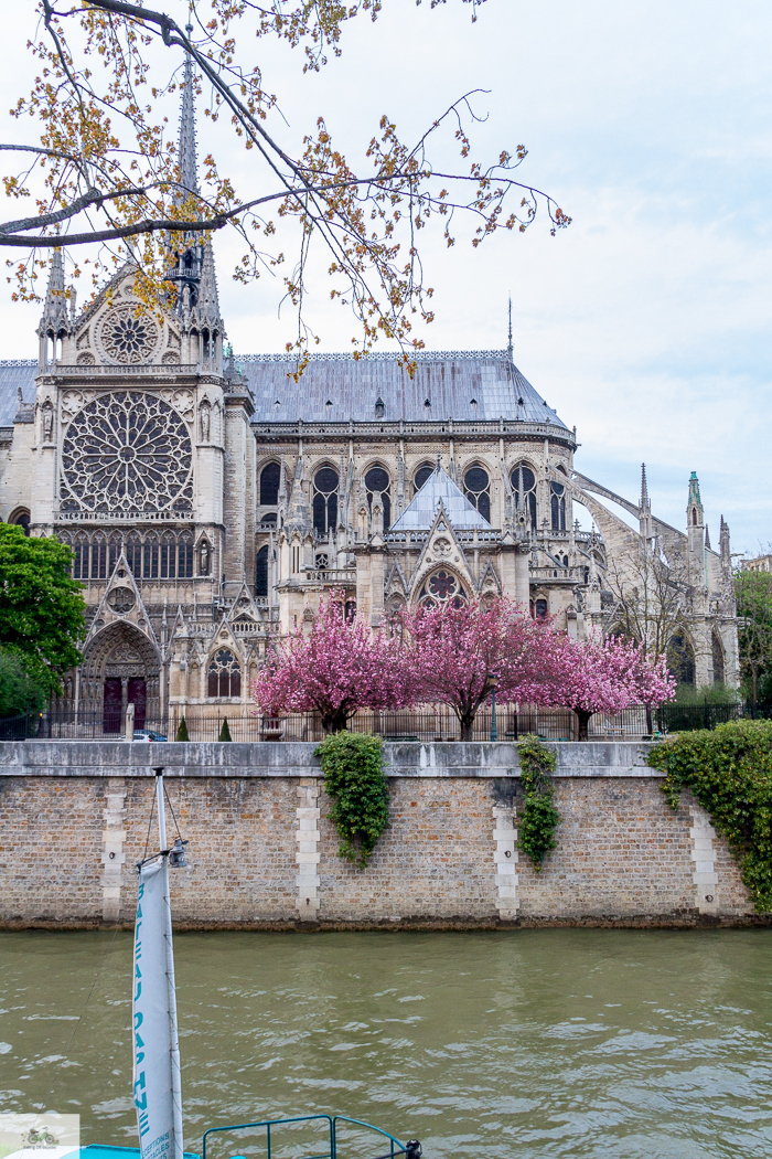 Julia Willard, Julie Willard, Julia Arias, Falling Off Bicycles, Notre Dame, Notre Dame fire, Paris church, spring in Paris, Paris flowers, cherry blossoms, pretty Paris, pink Paris, FOB bike, Julia's bike, bike, vélo, fiets