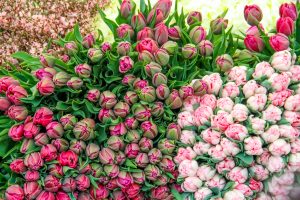 Julia Willard, Julie Willard, Falling Off Bicycles, Paris, Paris photographer, Amsterdam photographer, tulips, Paris marché Bastille, pink flowers, spring