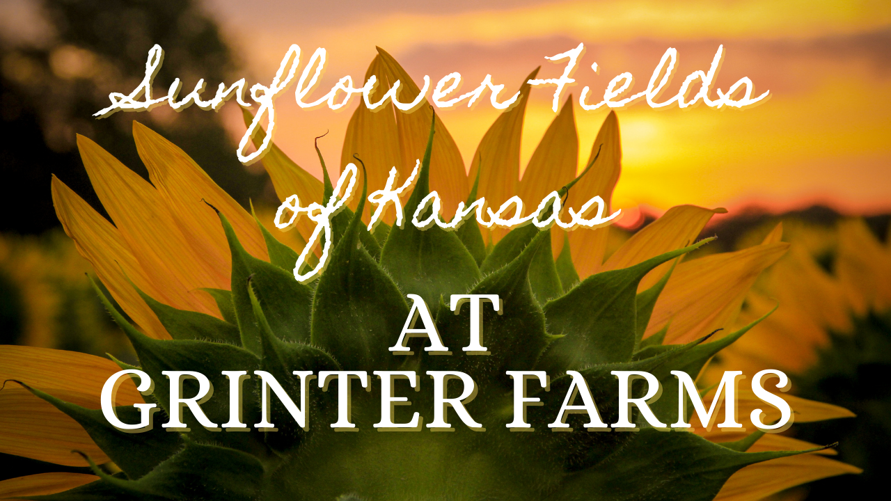 🌻🌻 Sunflower Fields of Kansas at Grinter Farms 🌻🌻