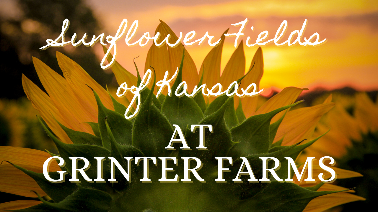 Grinter Farms, Kansas sunflower, sunflower field, flower field, midwest flower field, sunflower field, Julia Willard, Falling Off Bicycles, Julie Willard, Julia Arias, Grinter Farms, Lawrence Kansas visit, Stilwell Kansas visit