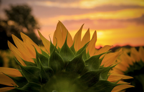 Julia Willard, Falling Off Bicycles, Julie Willard, Julia Arias, Paris, France, fob bike, biking in Paris, sunflower fields, sunflower Kansas, sunflower state