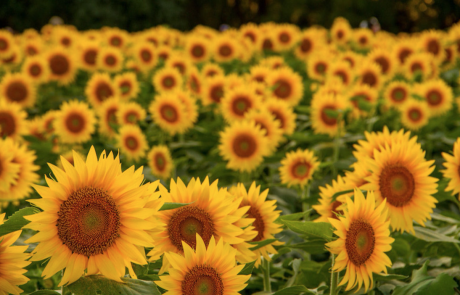 Julia Willard, Falling Off Bicycles, Julie Willard, Julia Arias, Paris, France, fob bike, biking in Paris, sunflower fields, sunflower Kansas, sunflower state