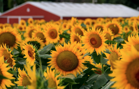 Julia Willard, Falling Off Bicycles, Julie Willard, Julia Arias, Paris, France, fob bike, biking in Paris, sunflower fields, sunflower Kansas, sunflower state