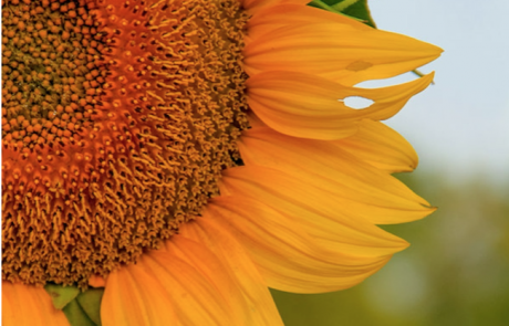 Julia Willard, Falling Off Bicycles, Julie Willard, Julia Arias, Paris, France, fob bike, biking in Paris, sunflower fields, sunflower Kansas, sunflower state