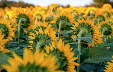 Julia Willard, Falling Off Bicycles, Julie Willard, Julia Arias, Paris, France, fob bike, biking in Paris, sunflower fields, sunflower Kansas, sunflower state