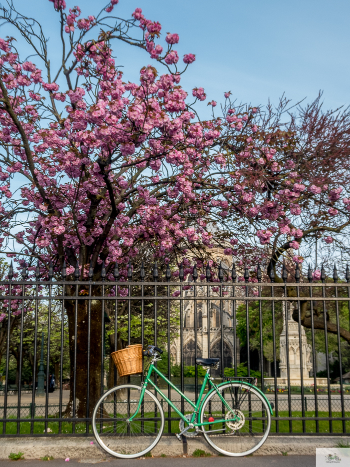 Julia Willard, Julie Willard, Julia Arias, Falling Off Bicycles, Notre Dame, Notre Dame fire, Paris church, spring in Paris, Paris flowers, cherry blossoms, pretty Paris, pink Paris, FOB bike, Julia's bike, bike, vélo, fiets