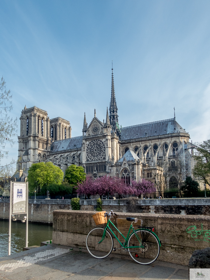 Julia Willard, Julie Willard, Julia Arias, Falling Off Bicycles, Notre Dame, Notre Dame fire, Paris church, spring in Paris, Paris flowers, cherry blossoms, pretty Paris, pink Paris, FOB bike, Julia's bike, bike, vélo, fiets