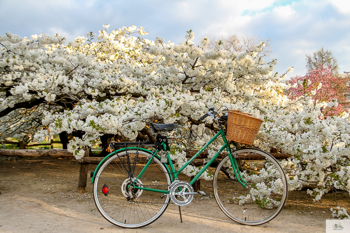 Julia Willard, Julie Willard, Falling Off Bicycles, Paris, Paris photographer, spring in Paris, biking in Paris, Notre Dame, wisteria, cherry blossoms in Paris, green bike blog, green bike instagram, spring flowers