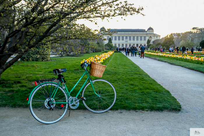 Julia Willard, Julie Willard, Falling Off Bicycles, Paris, Paris photographer, spring in Paris, biking in Paris, Notre Dame, wisteria, cherry blossoms in Paris, green bike blog, green bike instagram, spring flowers