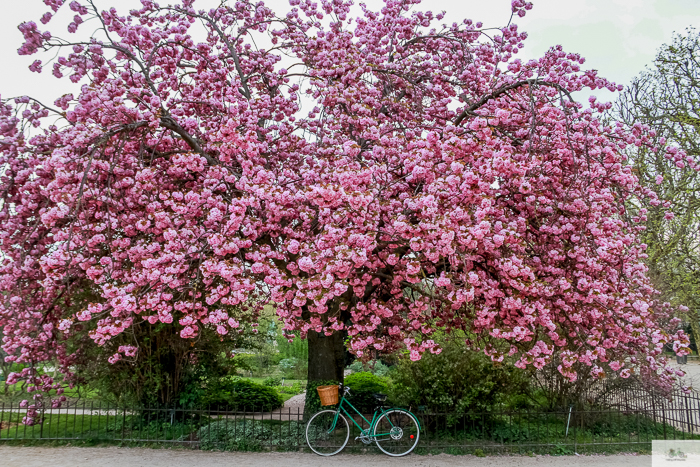 Julia Willard, Julie Willard, Falling Off Bicycles, Paris, Paris photographer, spring in Paris, biking in Paris, Notre Dame, wisteria, cherry blossoms in Paris, green bike blog, green bike instagram, spring flowers