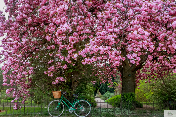 Julia Willard, Julie Willard, Falling Off Bicycles, Paris, Paris photographer, spring in Paris, biking in Paris, Notre Dame, wisteria, cherry blossoms in Paris, green bike blog, green bike instagram, spring flowers