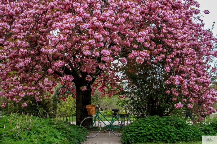 Julia Willard, Julie Willard, Falling Off Bicycles, Paris, Paris photographer, spring in Paris, biking in Paris, Notre Dame, wisteria, cherry blossoms in Paris, green bike blog, green bike instagram, spring flowers