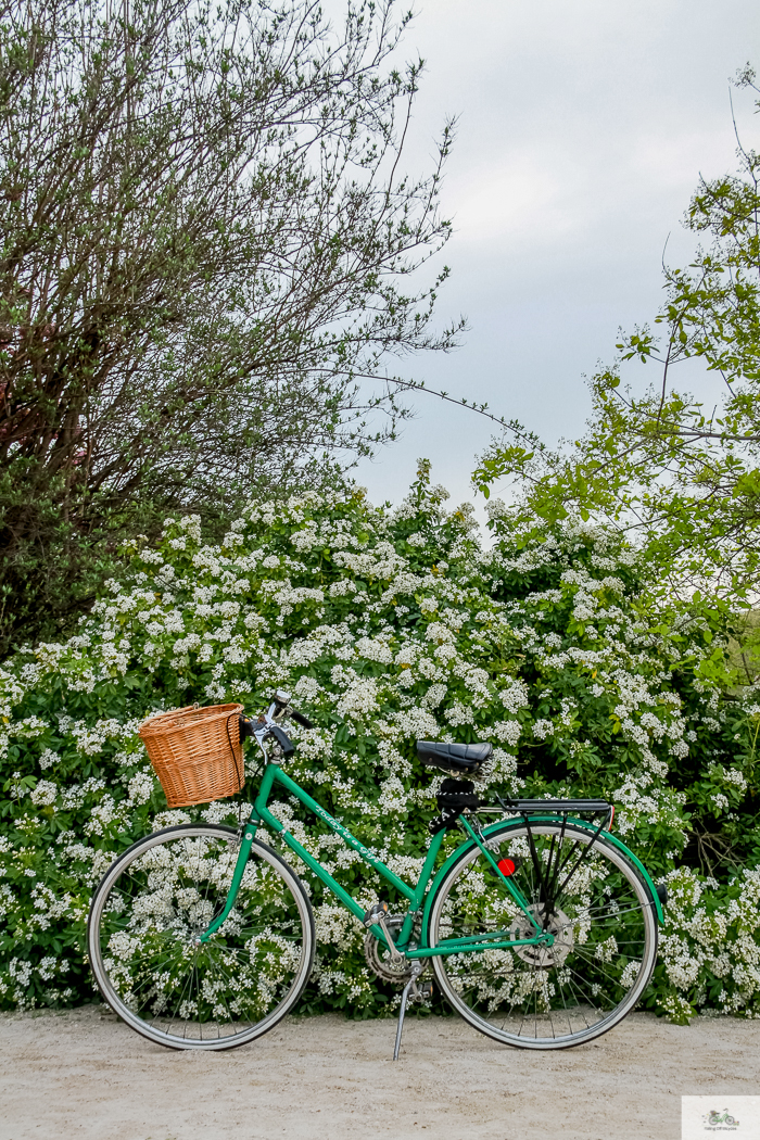 Julia Willard, Julie Willard, Falling Off Bicycles, Paris, Paris photographer, spring in Paris, biking in Paris, Notre Dame, wisteria, cherry blossoms in Paris, green bike blog, green bike instagram, spring flowers