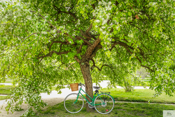 Julia Willard, Julie Willard, Falling Off Bicycles, Paris, Paris photographer, spring in Paris, biking in Paris, Notre Dame, wisteria, cherry blossoms in Paris, green bike blog, green bike instagram, spring flowers