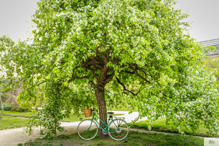 Julia Willard, Julie Willard, Falling Off Bicycles, Paris, Paris photographer, spring in Paris, biking in Paris, Notre Dame, wisteria, cherry blossoms in Paris, green bike blog, green bike instagram, spring flowers