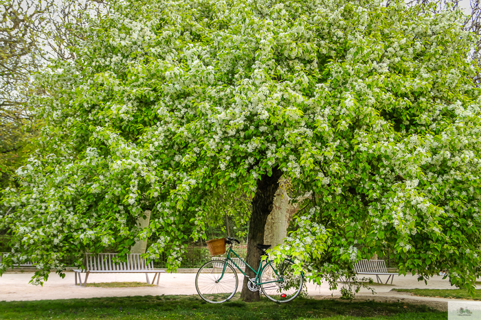 Julia Willard, Julie Willard, Falling Off Bicycles, Paris, Paris photographer, spring in Paris, biking in Paris, Notre Dame, wisteria, cherry blossoms in Paris, green bike blog, green bike instagram, spring flowers