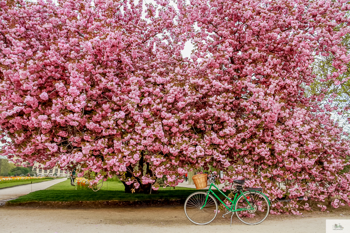 Julia Willard, Julie Willard, Falling Off Bicycles, Paris, Paris photographer, spring in Paris, biking in Paris, Notre Dame, wisteria, cherry blossoms in Paris, green bike blog, green bike instagram, spring flowers