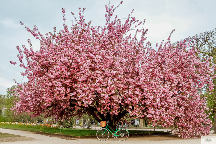 Julia Willard, Julie Willard, Falling Off Bicycles, Paris, Paris photographer, spring in Paris, biking in Paris, Notre Dame, wisteria, cherry blossoms in Paris, green bike blog, green bike instagram, spring flowers