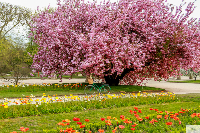 Julia Willard, Julie Willard, Falling Off Bicycles, Paris, Paris photographer, spring in Paris, biking in Paris, Notre Dame, wisteria, cherry blossoms in Paris, green bike blog, green bike instagram, spring flowers