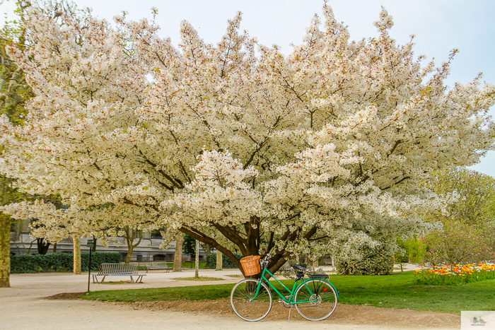 Julia Willard, Julie Willard, Falling Off Bicycles, Paris, Paris photographer, spring in Paris, biking in Paris, Notre Dame, wisteria, cherry blossoms in Paris, green bike blog, green bike instagram, spring flowers