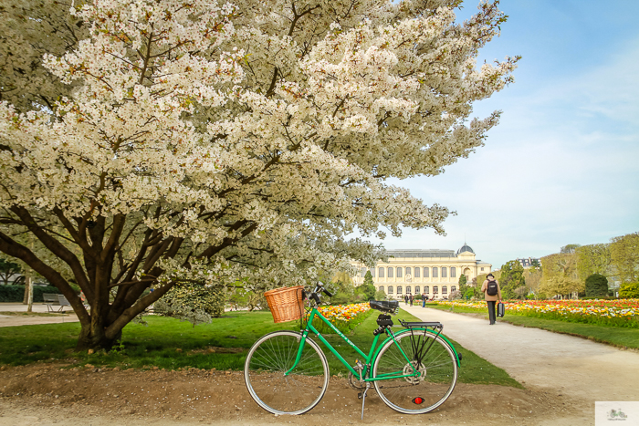 Julia Willard, Julie Willard, Falling Off Bicycles, Paris, Paris photographer, spring in Paris, biking in Paris, Notre Dame, wisteria, cherry blossoms in Paris, green bike blog, green bike instagram, spring flowers