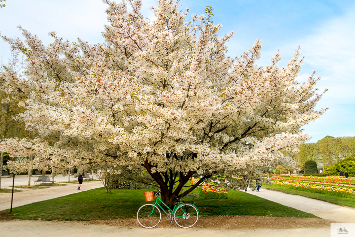 Julia Willard, Julie Willard, Falling Off Bicycles, Paris, Paris photographer, spring in Paris, biking in Paris, Notre Dame, wisteria, cherry blossoms in Paris, green bike blog, green bike instagram, spring flowers