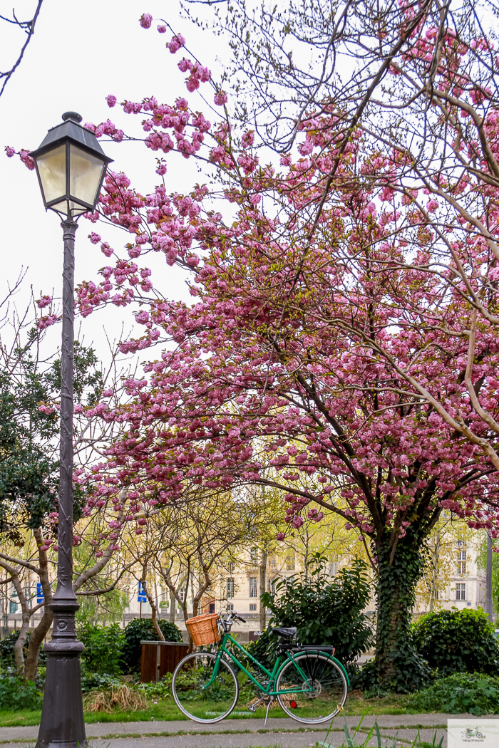 Julia Willard, Julie Willard, Falling Off Bicycles, Paris, Paris photographer, spring in Paris, biking in Paris, Notre Dame, wisteria, cherry blossoms in Paris, green bike blog, green bike instagram, spring flowers