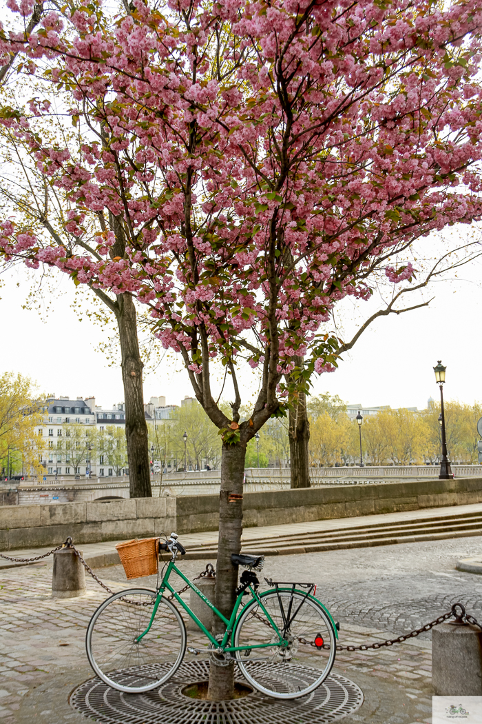 Julia Willard, Julie Willard, Falling Off Bicycles, Paris, Paris photographer, spring in Paris, biking in Paris, Notre Dame, wisteria, cherry blossoms in Paris, green bike blog, green bike instagram, spring flowers