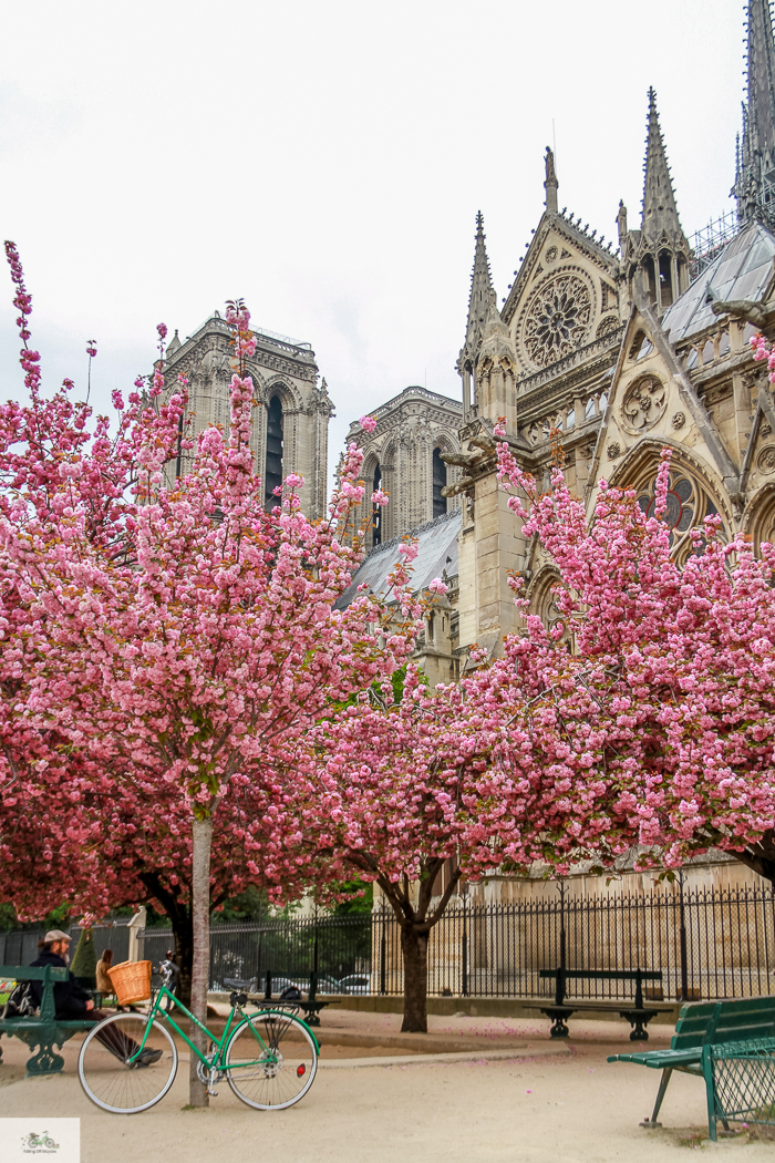 Julia Willard, Julia Arias, Julie Willard, Falling Off Bicycles, Spring in Paris, France, Notre Dame, cherry blossoms