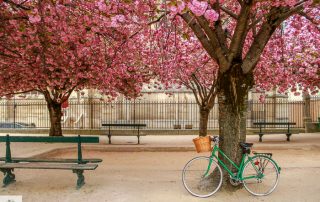 Julia Willard, Julia Arias, Julie Willard, Falling Off Bicycles, Spring in Paris, France, Notre Dame, cherry blossoms