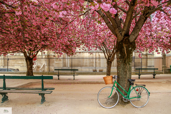 🌸 Notre Dame in Spring: A 🚲 Tribute 🌸